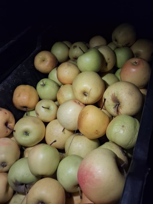 Яблоки второго сорта