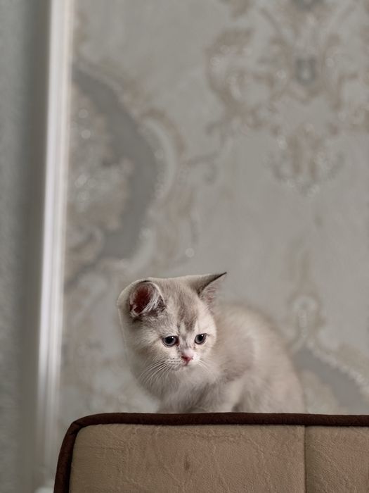 Британская шиншилла blue point. Нежная, спокойная.