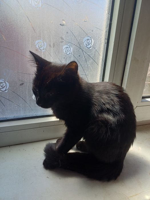 Котенок. Маленькая пантера.