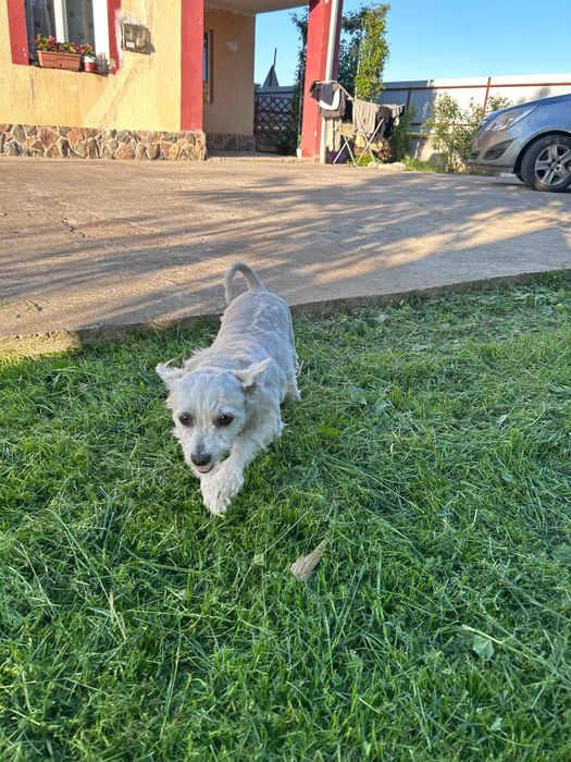 Donez bichon mini