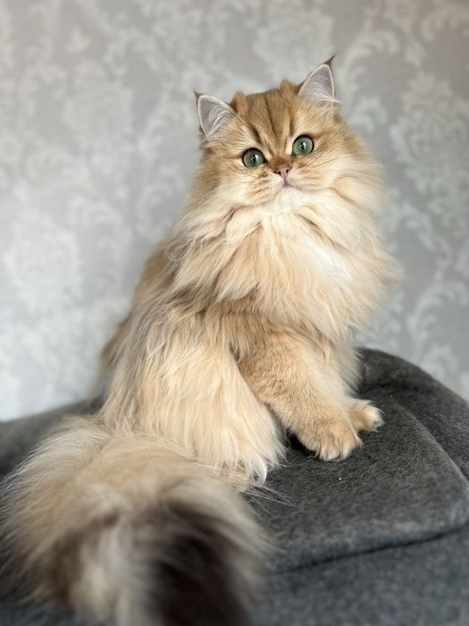 Pisica british longhair cu pedigree