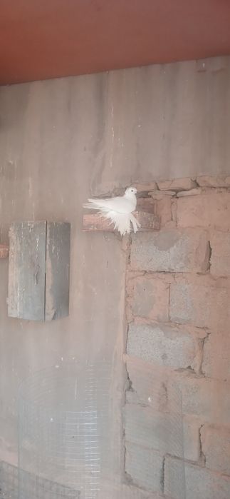 Продаётся голуби