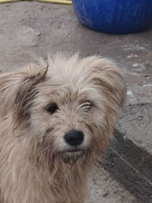 Câine disponibil pentru donație