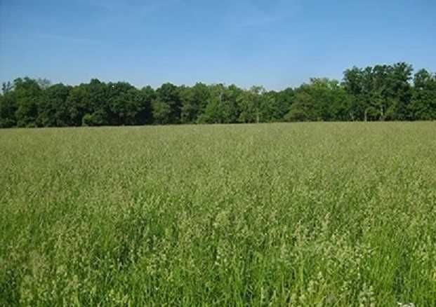 Seminte de iarba: paius, raigras / lolium, golomat, firuta, timoftica