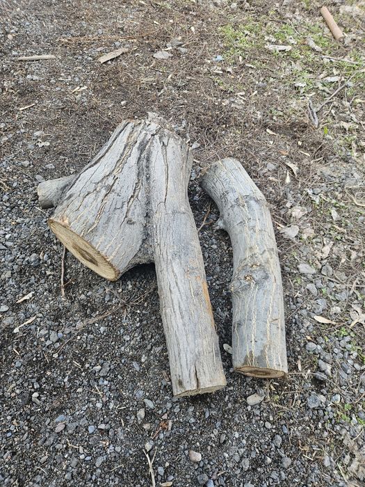 Дерево пень орех