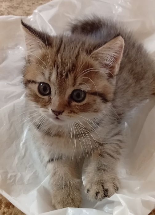 Срочно!Британские котята.Акция!За двоих 700.000!