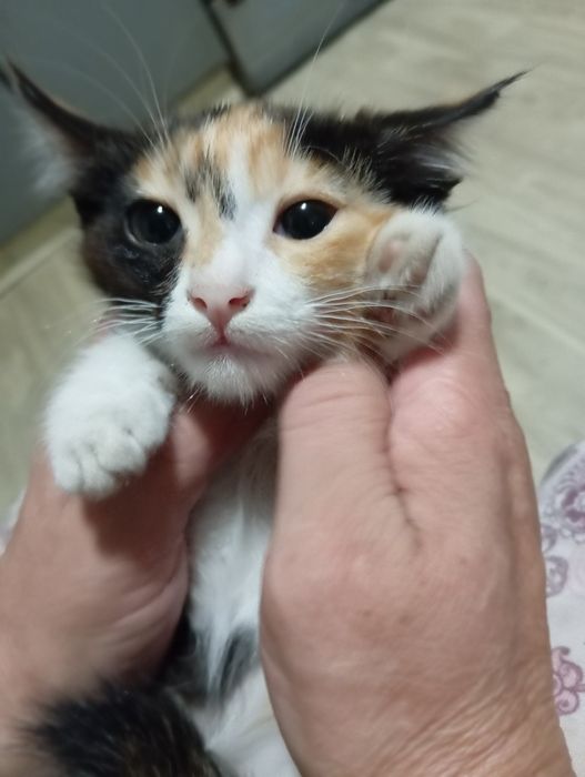 Отдам бесплатно кошечку!