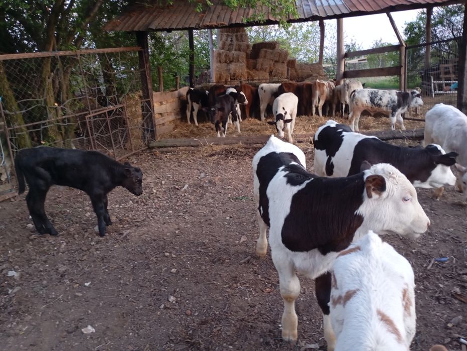 Vând vitei înțărcați