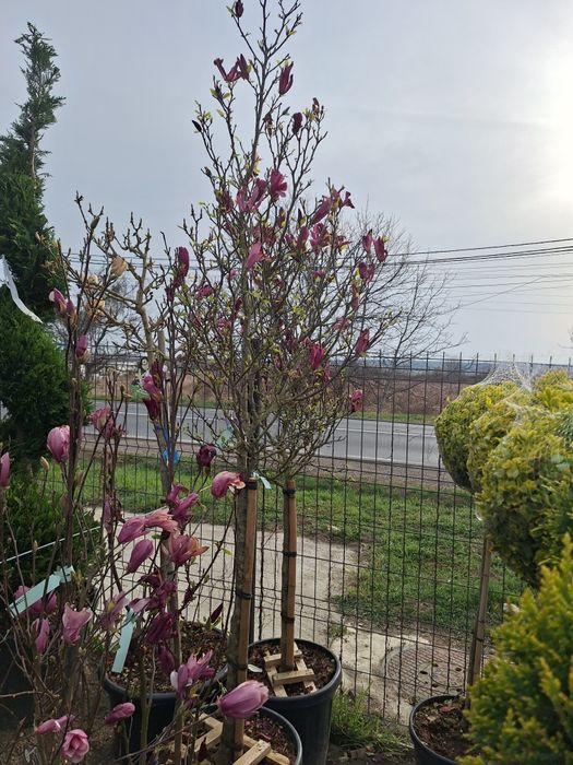 Palmieri Măslini arțar japonezi Lamai mandarini plante exotice