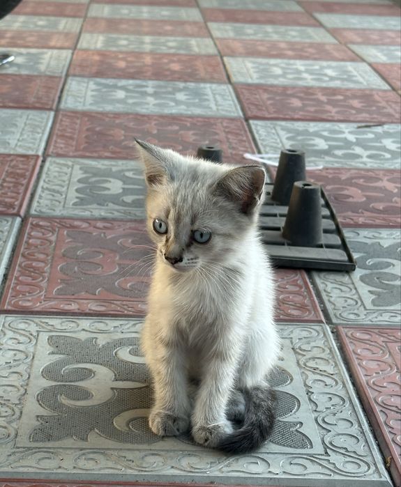 Котята девочки поможем со стерилизацией