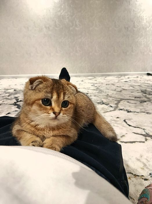 Британский золотой шиншилла