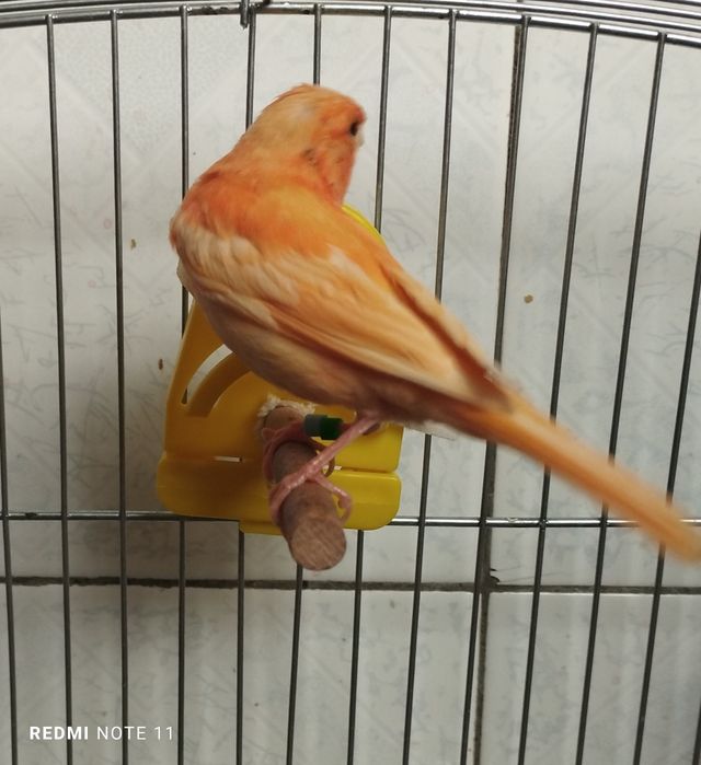 Канарейка молодойла. 3.  Ойли 4. Ойлила сотилади