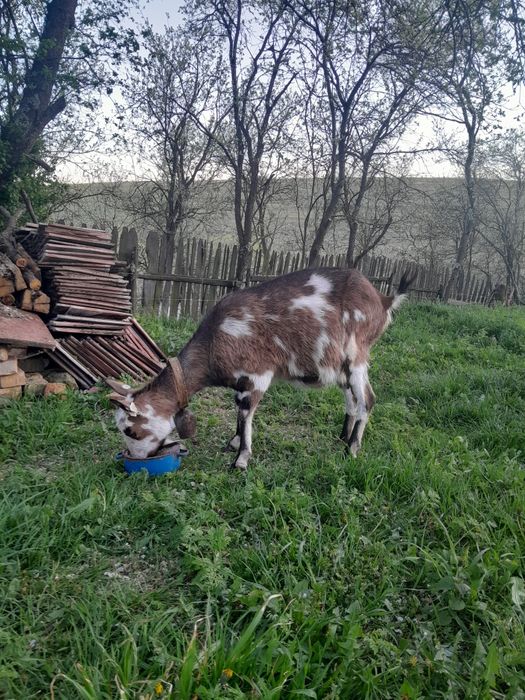 Dau la schimb capră