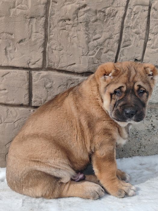 Щенок алабая крупный