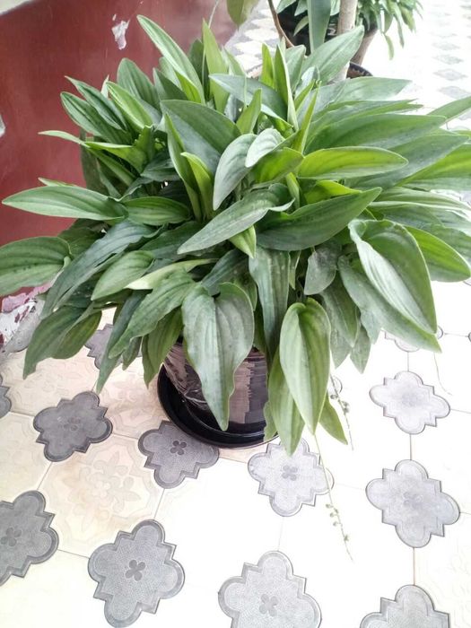 Xonaki gullar sotiladi