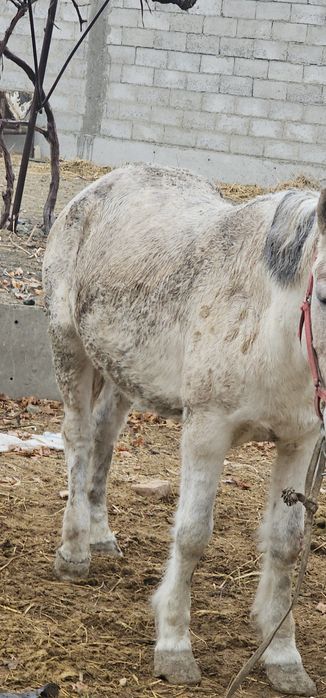 Semiz baytal sotiladi 5 oydan beri yemga turipti
