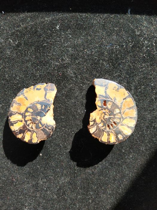 Стилни обеци от естествени амонити-фосили