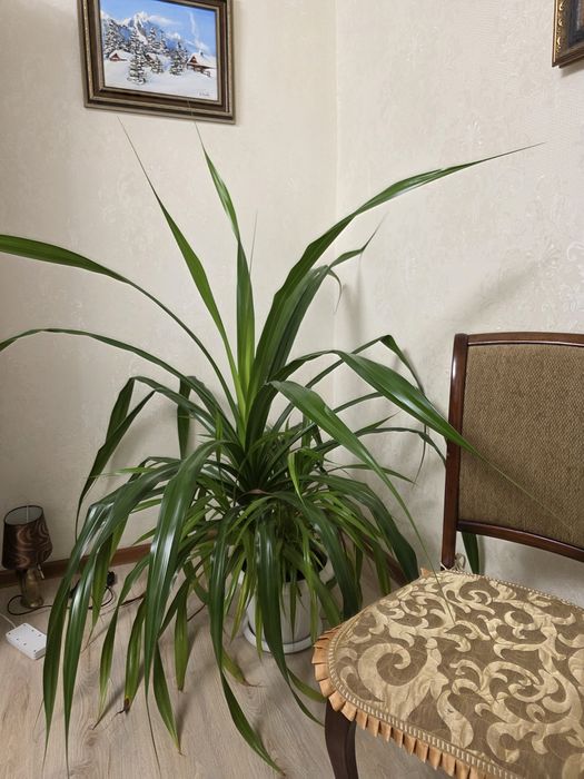 Растение Панданус