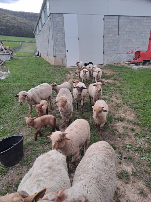 Vând 4 oi cu 4 miei