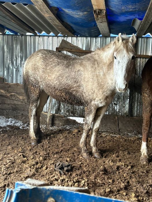 5 жасар туу биe