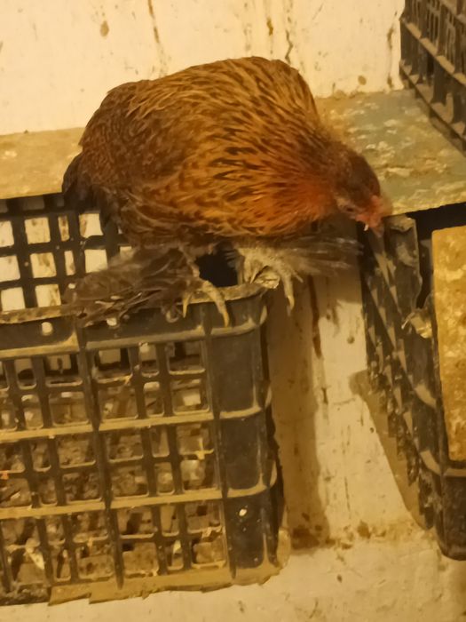 Тауық карликовый