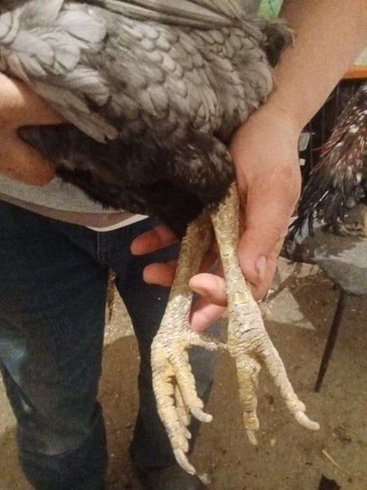 Даканы даканка 2года