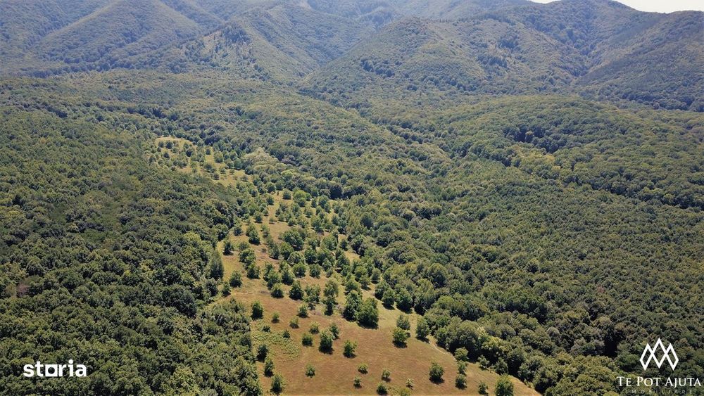 Livadă de Nuci, 11 Hectare comasate, Cisnădie, Jud. Sibiu