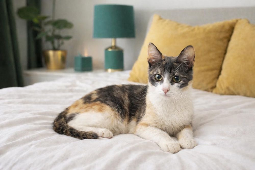 Кошечка в добрые руки