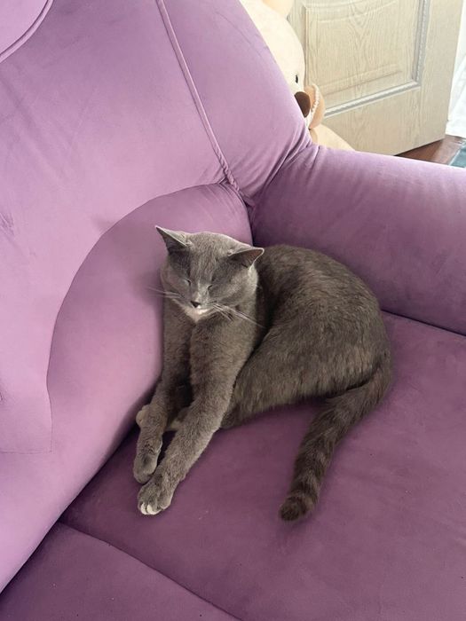 Отдам кота в добрые руки