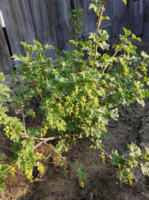 Продам участок с домом в центре