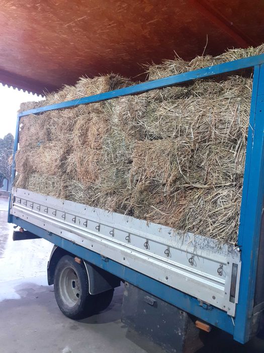 Vând baloți de lucernă cu iarbă