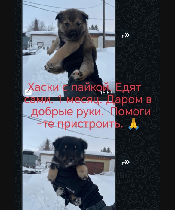 Щенки хаски с лайкой даром