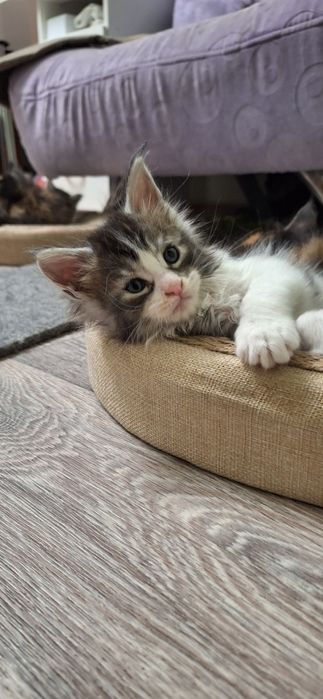 Котята породы мейн-кун