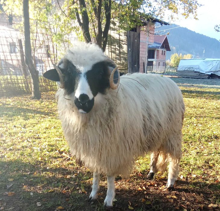 Vanzare animale