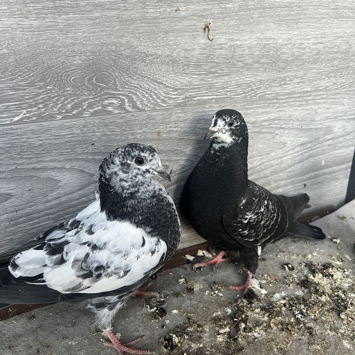 Кертерлер (голуби) сатылады