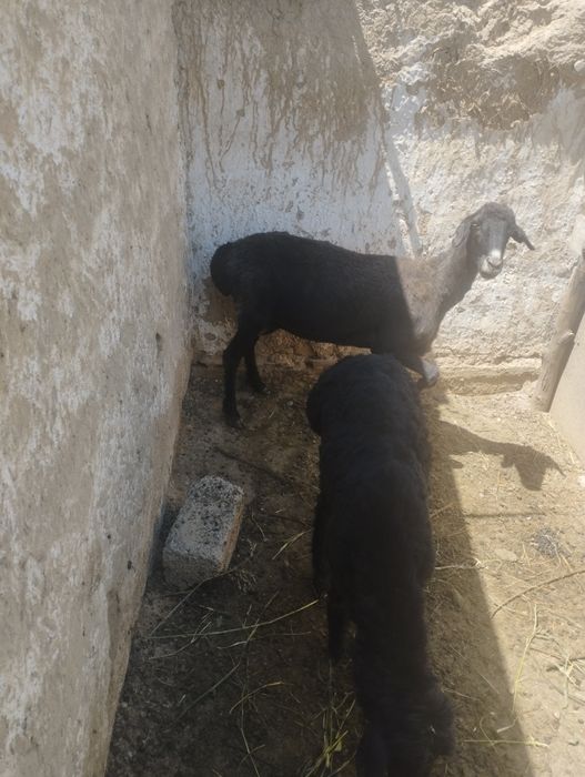 Ona bola qoʻylar sotiladi