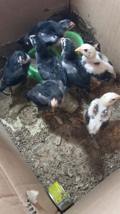 Продам цыплят дакан