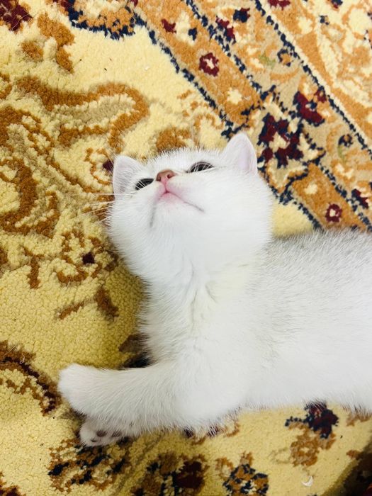 Серебристый шиншилла Шикарный чистокровный  золотая шиншилла.