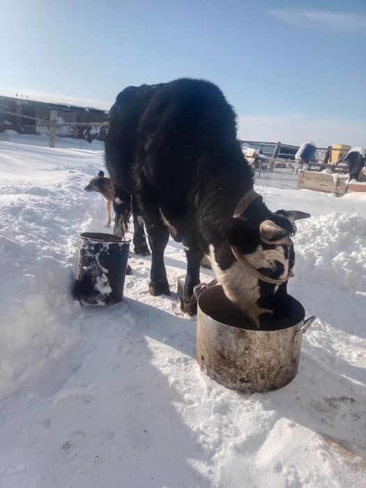 Продается быков буеп