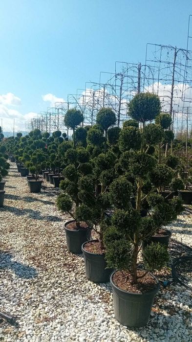 plante ornamentale
