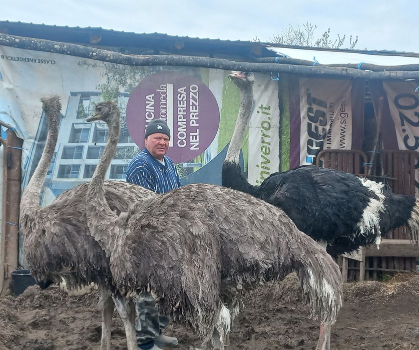 Vând familie struți
