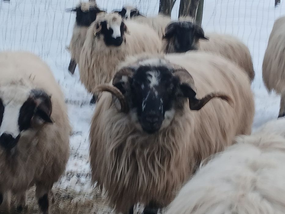 Vind  o mioara cu miel și un berbec si 2 noatine breze