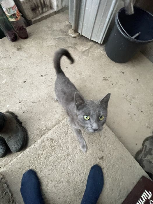 Vand pisica rasa russian blue