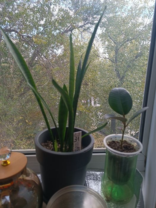 Лейка для цветов