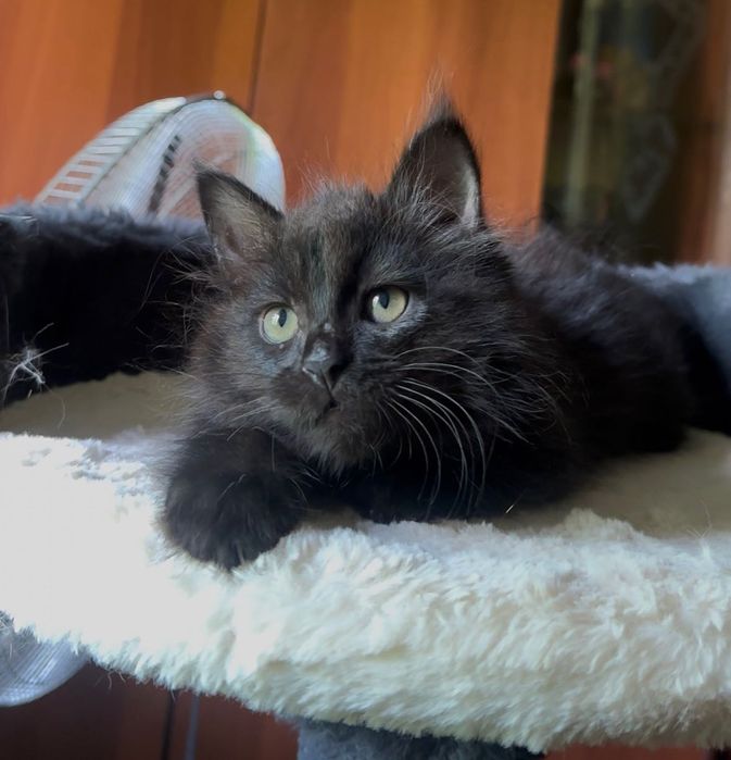 котенок Мейн Кун