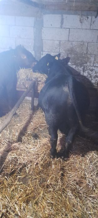 7 taurassi angus