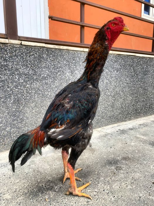 Xo’roz sotiladi tayyor