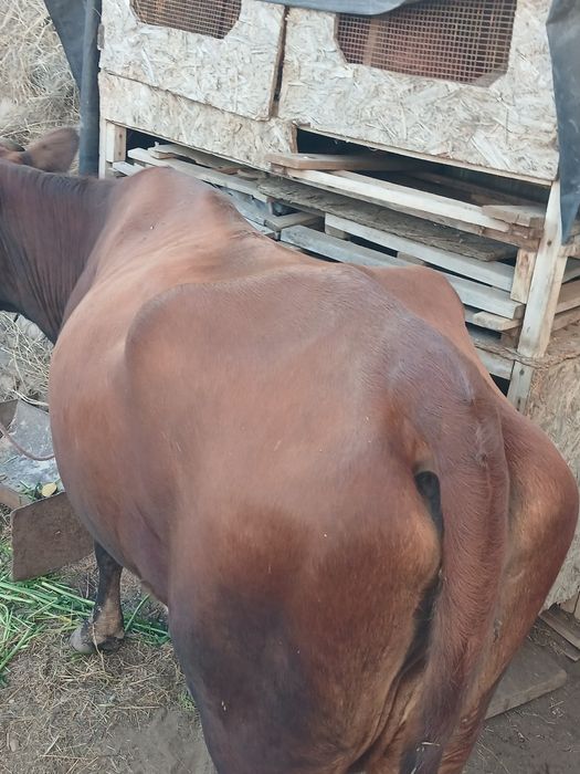 Сиыр сатам .Продам корову.