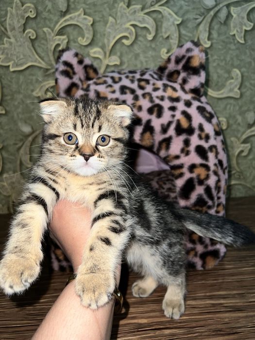 Mushukcha uchun uycha sotiladi!