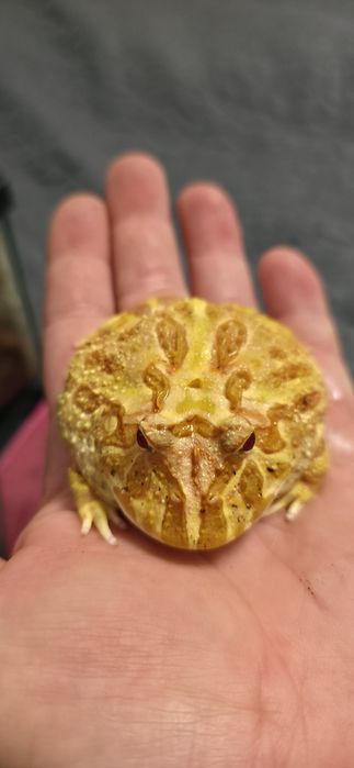 Terariu , pacman , bull frog